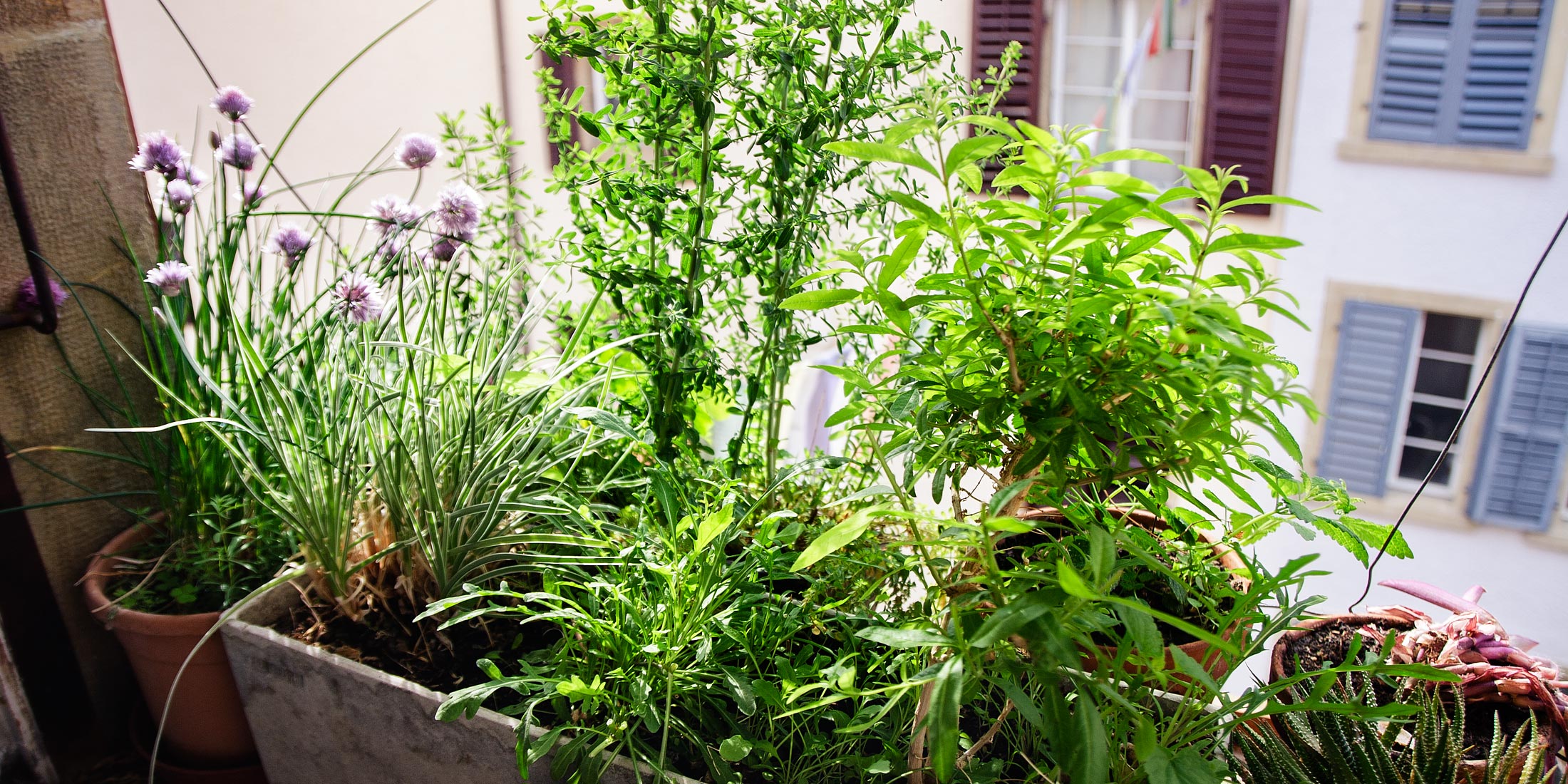 Kräuter auf dem Fenstersims