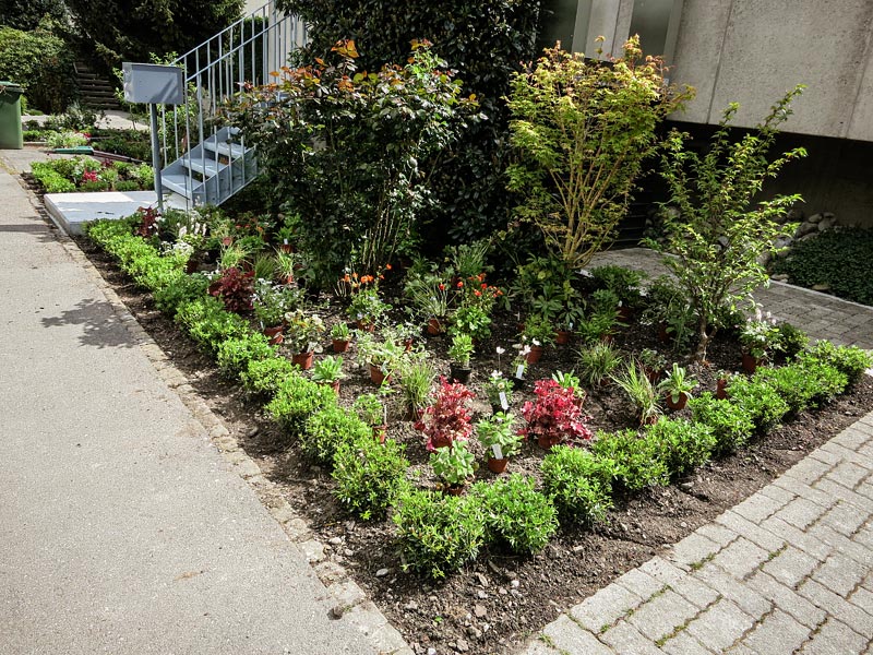 Ausgelegte Pflanzen vor dem Setzen.