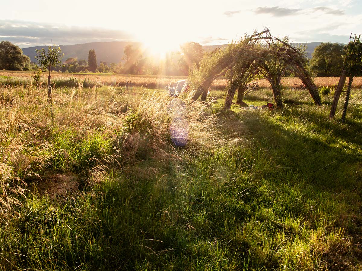 Stimmungsbild mit Weidenhaus und Blumenwiese